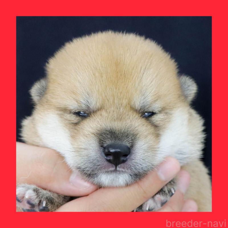 販売中の愛知県の柴犬-403677